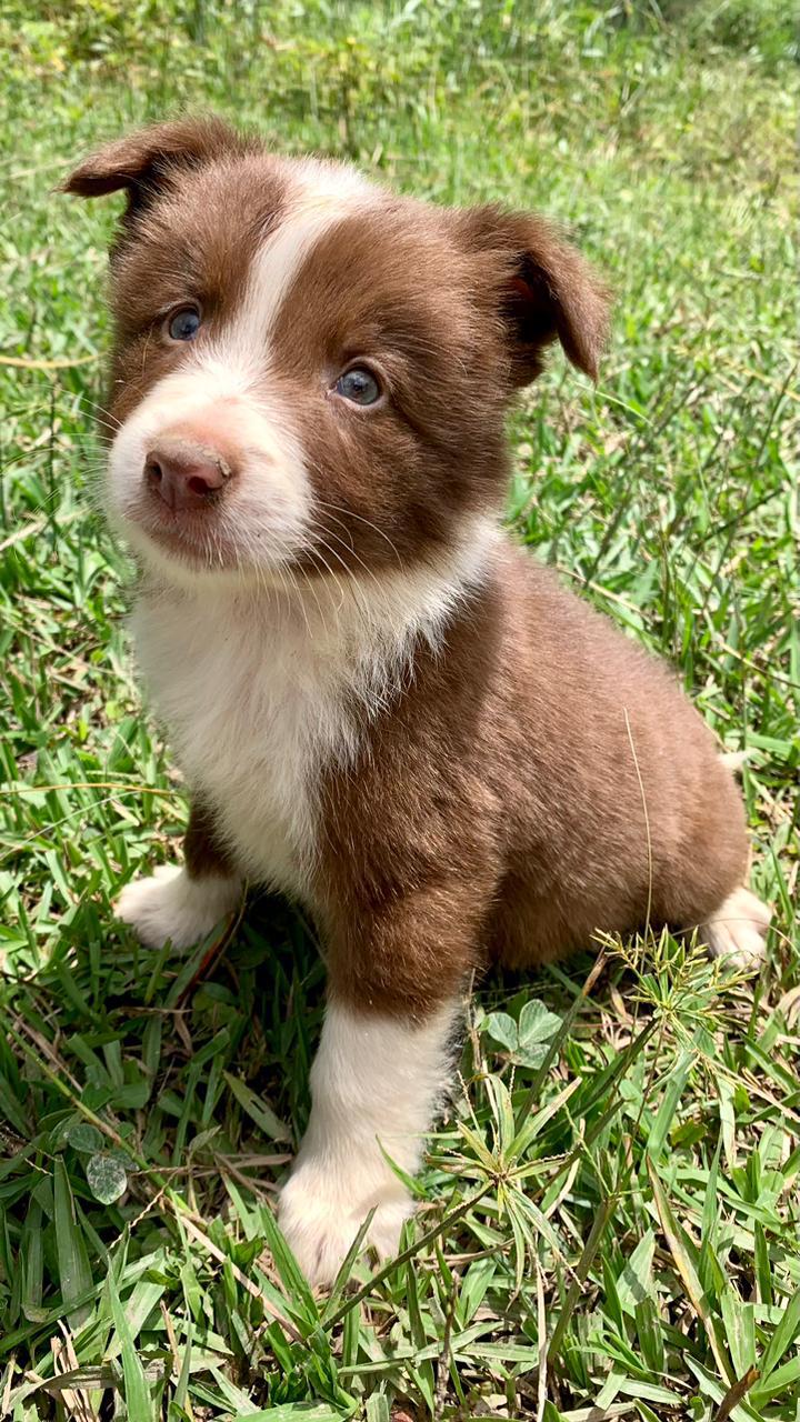 Border Collie do canil Jackmel