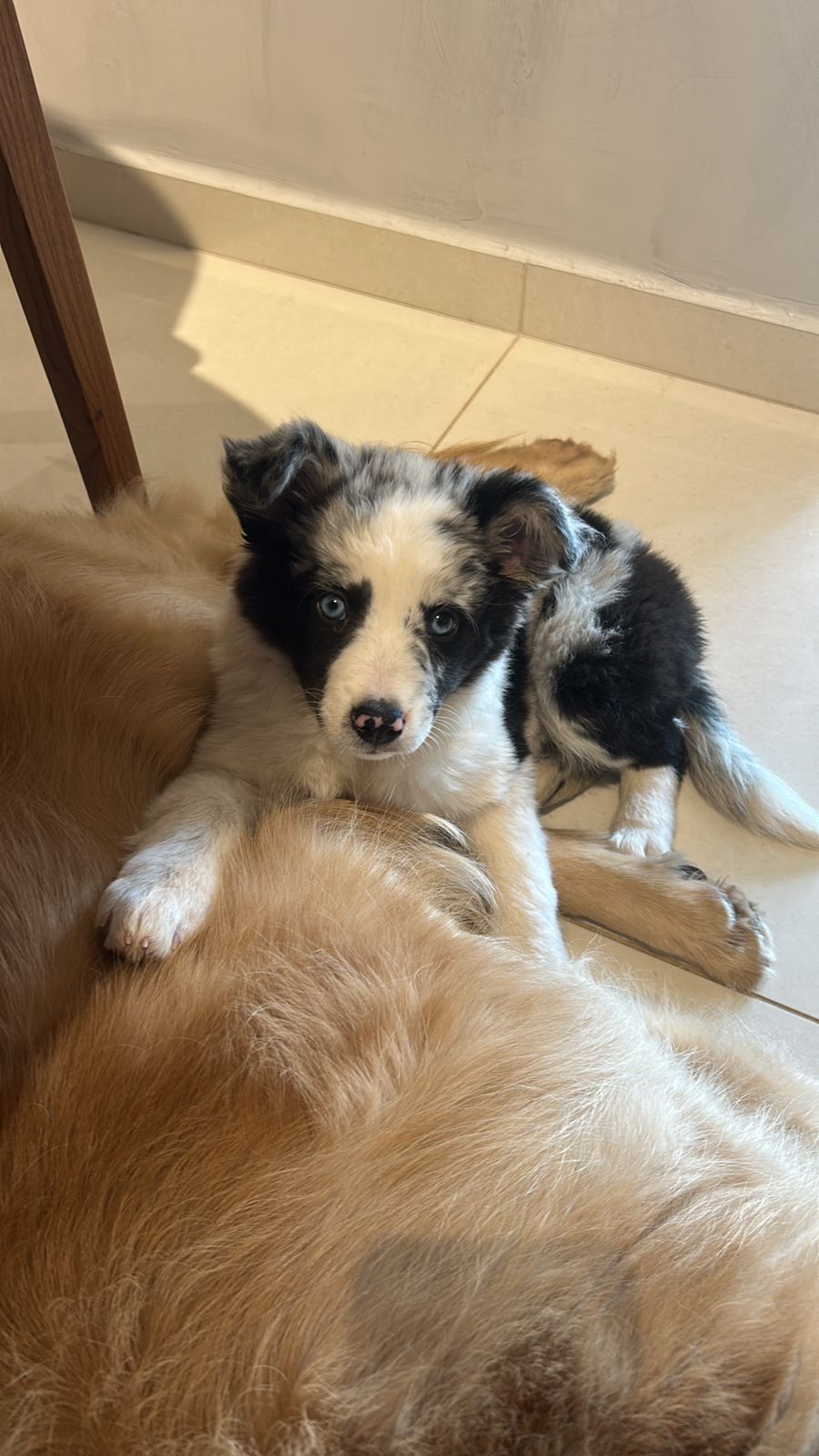 Border Collie Filhotes